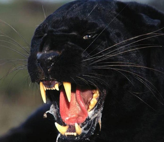 Blackpanther - 32.jpg